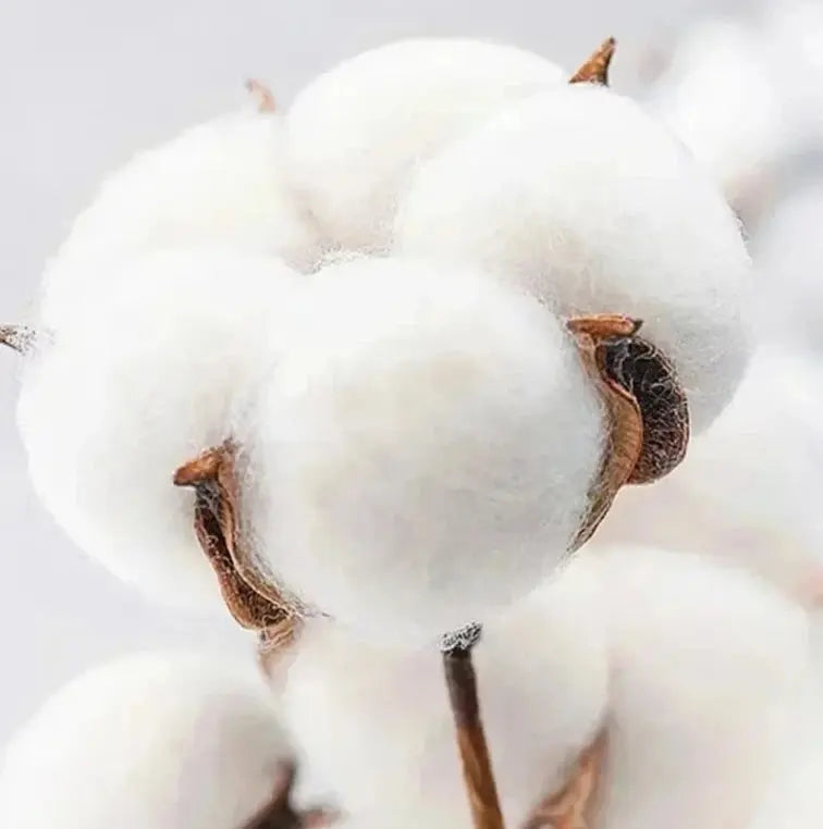 REVRA Fleetwood Mac Tee Revra